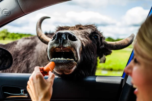 Editorial - July 29, 2014 at Parc Safari, Quebec , Canada on a b — Stock Photo, Image