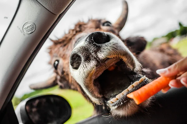 Redactioneel - Parc Safari, Quebec, Canada op een b, 29 juli 2014 — Stockfoto