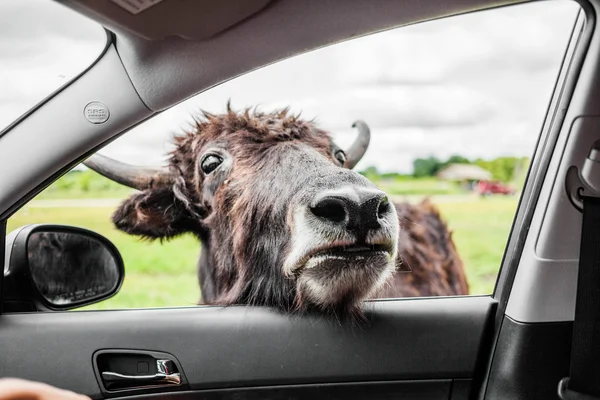 Editorial - July 29, 2014 at Parc Safari, Quebec, Canada on a b — стоковое фото