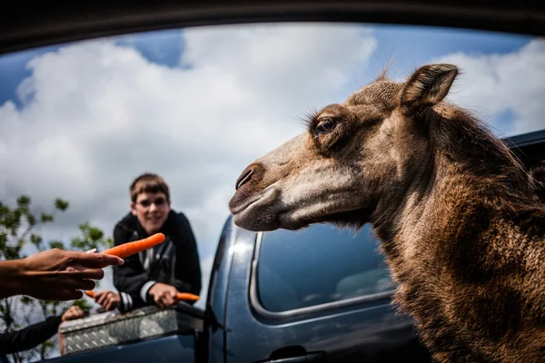 Editorial - July 29, 2014 at Parc Safari, Quebec, Canada on a b — стоковое фото