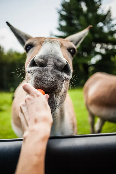 编辑 — — 2014 年 7 月 29 日在 Parc Safari，魁北克，加拿大 a b — 图库照片