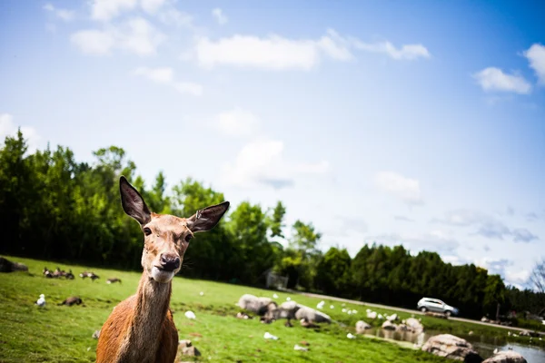 Redaktør - 29. juli 2014 på Parc Safari, Quebec, Canada på a b – stockfoto
