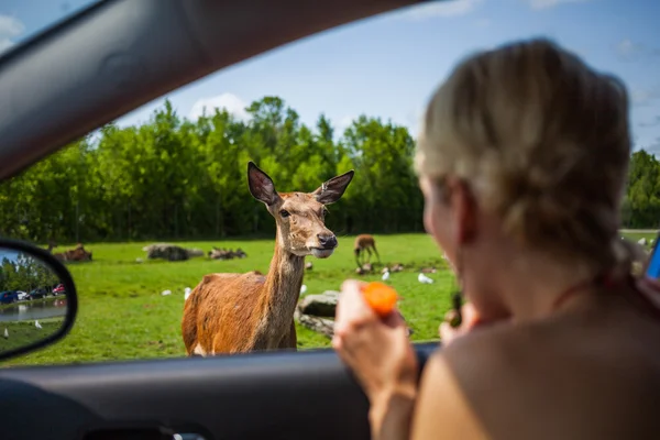 Redactioneel - Parc Safari, Quebec, Canada op een b, 29 juli 2014 — Stockfoto