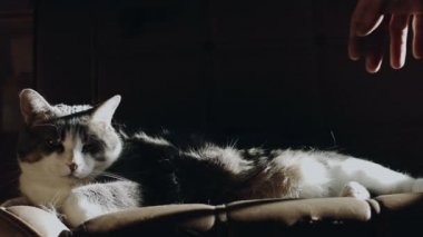 Kanepede tembel kedi