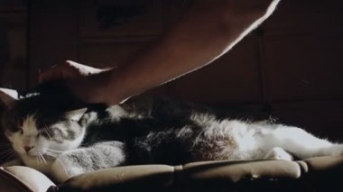 Kanepede tembel kedi