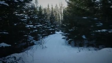 Kışın ormanda yürüyüş kişi