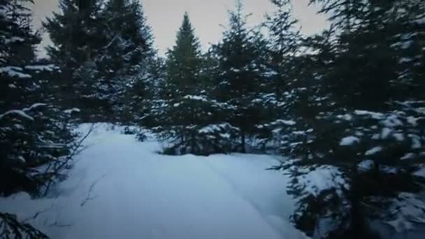 Caminhada de pessoa na floresta no inverno — Vídeo de Stock