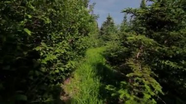 Ormanda yürüyen adam