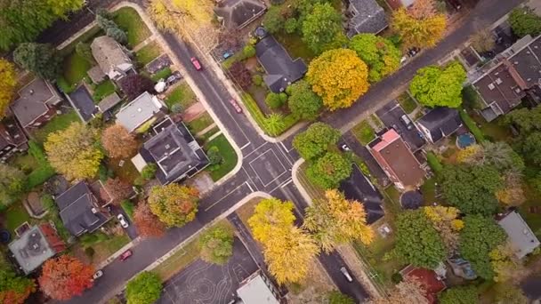몬트리올, 아름 다운 나무 — 비디오