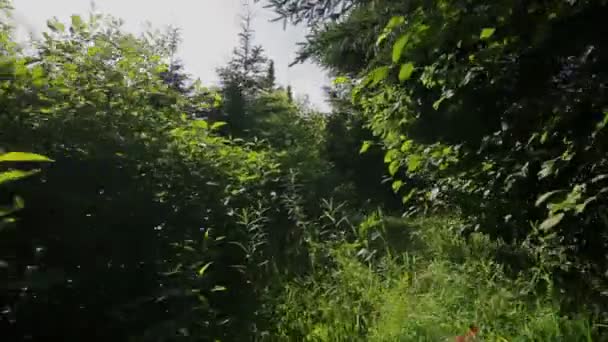Hombre caminando en el bosque — Vídeos de Stock