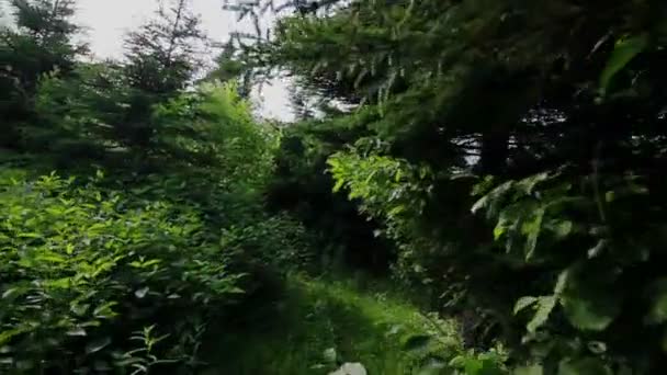 Hombre caminando en el bosque — Vídeos de Stock