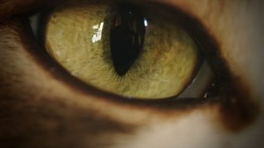 Taşıma ve Timelapse izlerken 4 k kedi göz