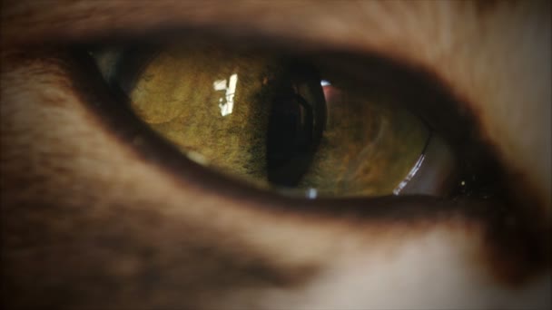 Ojo de gato 4K moviéndose y mirando por todas partes — Vídeos de Stock