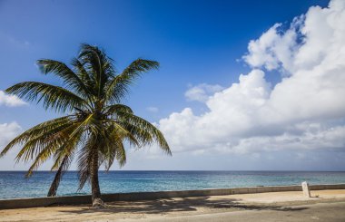 Yolun kenarında büyük palmiye ağacı