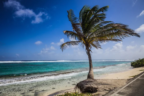 Palmera grande frente a la playa — Foto de Stock