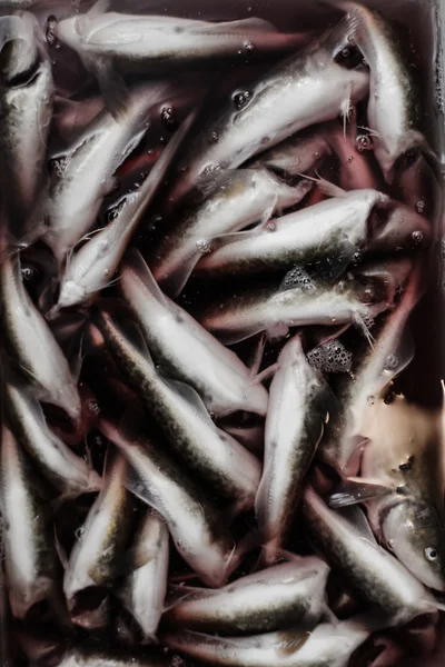 Plateau en plastique Tomcod pleine dans l'eau sanglante . — Photo