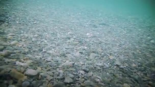 Underwater Clear flodens botten — Stockvideo