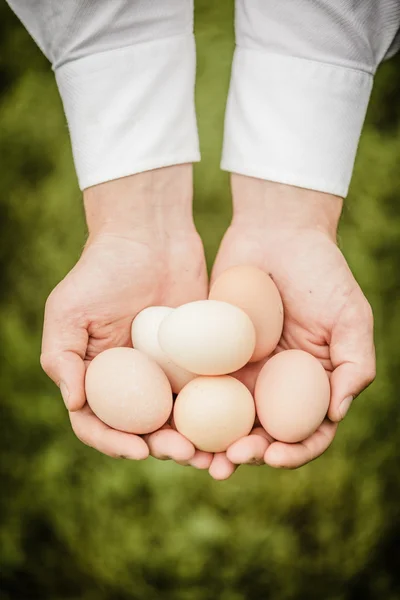 Eggs in Hands — Stock Photo, Image