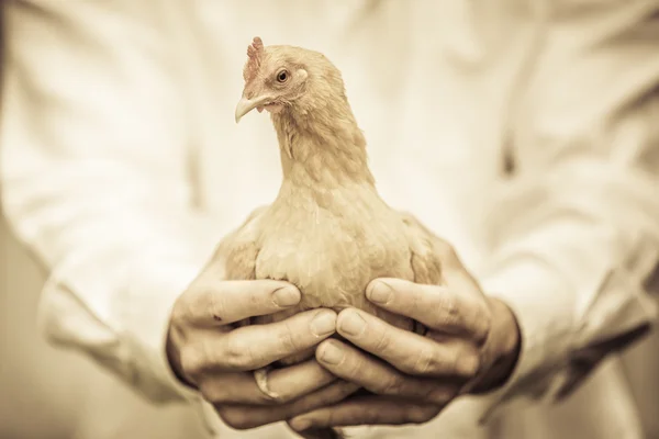 Bauer mit einem beigefarbenen Huhn — Stockfoto