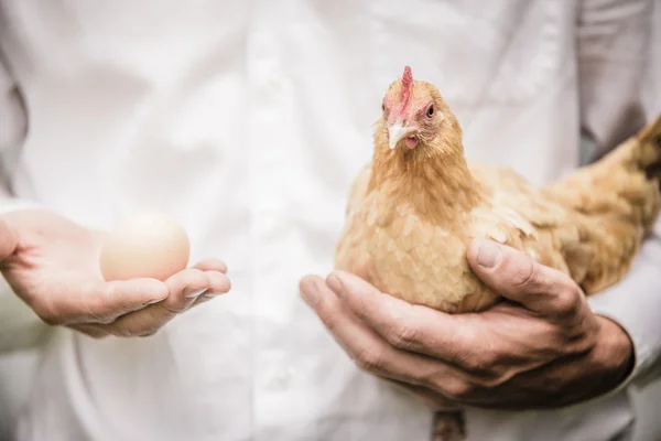 Парадокс цыпленка и яйца — стоковое фото