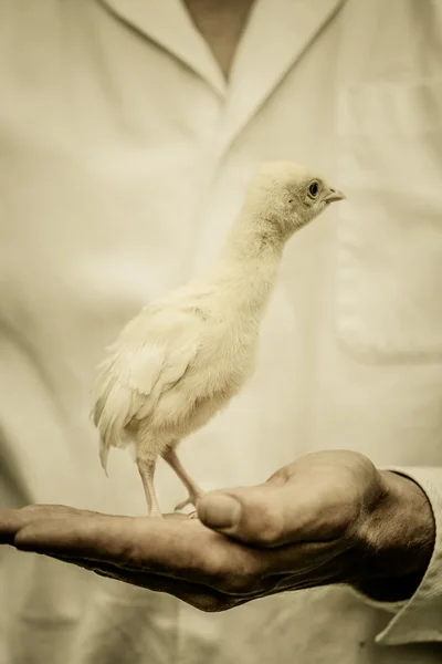 Farmer Holding a Baby Turkey — Stock Photo, Image