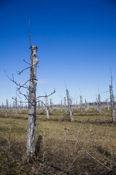 Grote producent tijdens de lente seizoen — Stockfoto