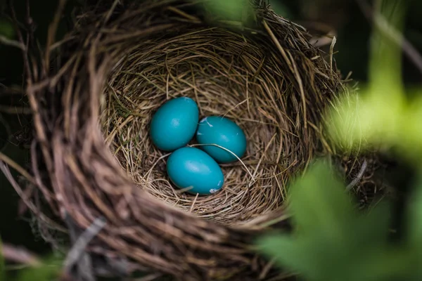 Huevos azules de Robin en un nido —  Fotos de Stock