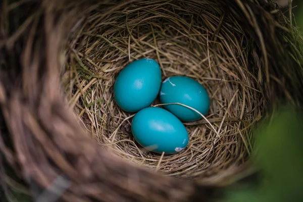 Blue Robin Eggs in a Nest — Stock Photo, Image