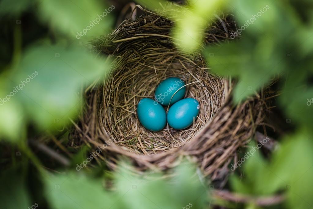 Robin Eggs Stock Photos Royalty Free Images Depositphotos Robin Eggs Stock Photos Royalty Free Images Depositphotos