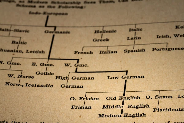 Explanation of the Evolution of English Language from Indo-Europ — Stock Photo, Image