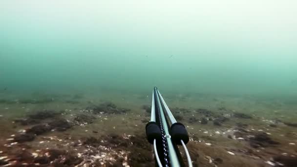 Freediver Spear Pesca y Mirando a los peces y luego disparar uno para la cena — Vídeos de Stock