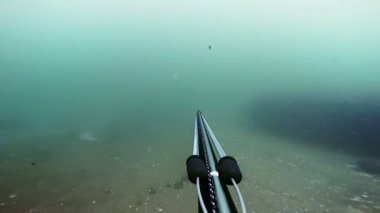 Freediver zıpkın ile balık ve arıyorsunuz, balıklar, ama ateş etmeyin