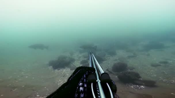 Freediver Spear Pesca y Mirando a los peces, pero no disparar — Vídeos de Stock