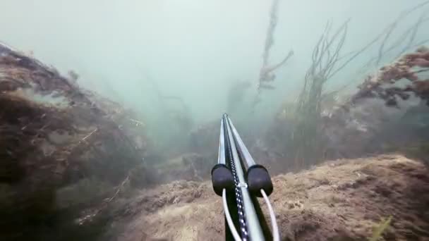 Freediver Spear Pesca e passando por algas Hardcore e ver grama — Vídeo de Stock