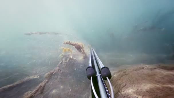 Freediver Spear Pesca e passando por algas Hardcore e ver grama — Vídeo de Stock