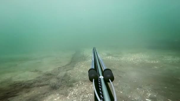 Freediver Spear Pesca y pasando por algas duras y ver hierba — Vídeos de Stock