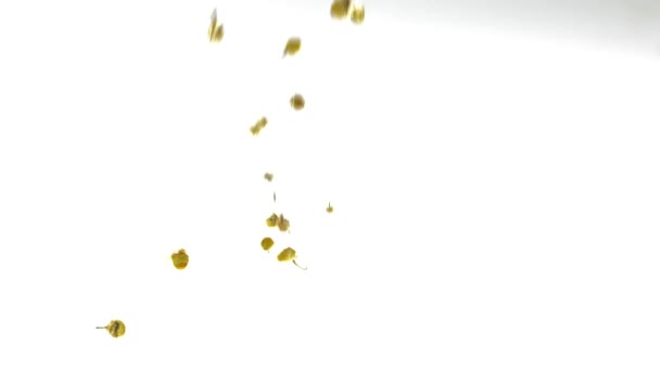 超级慢动作洋甘菊茶落在白色背景 — 图库视频影像
