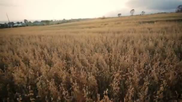 Bajo ángulo de un campo de trigo durante la puesta del sol — Vídeo de stock