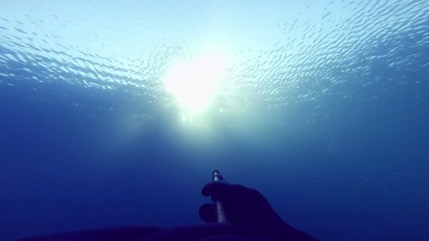 Фридайвер, стреляющий из подводного положения под лучами солнца — стоковое видео