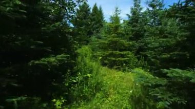 POV, birisi veya bir şey boreal forest yürüme
