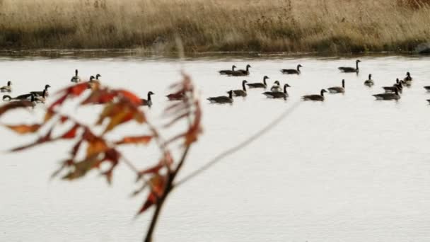 Grupo de natación de gansos de Canadá . — Vídeos de Stock