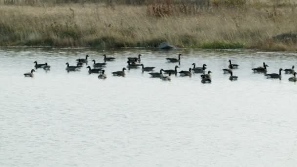 Swimming Group of Canada Geese. — Stock Video