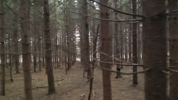 Marcher de côté une plantation d'épinette mature — Video