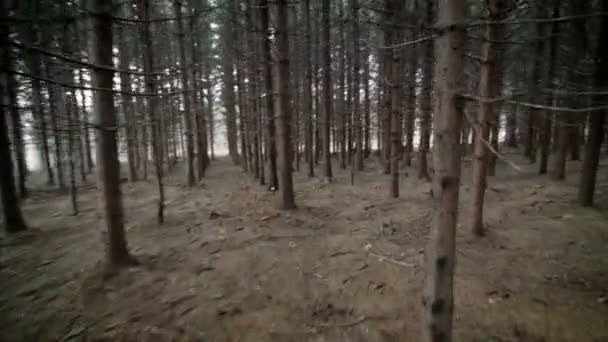Mogna Spruce Tree Plantation — Stockvideo