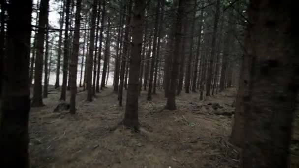 Verloren in een volwassen vuren boom plantage — Stockvideo