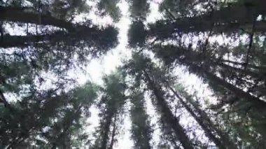 Olgun Ladin çiftliğin ucundan körük