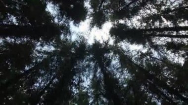 Kadar olgun bir Ladin ağacı ekimi arıyorsunuz