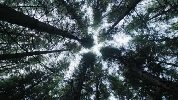 Levant les yeux vers l'extrémité d'une plantation d'épinettes matures — Video