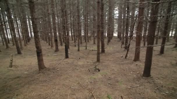 Mogna Spruce Tree Plantation — Stockvideo