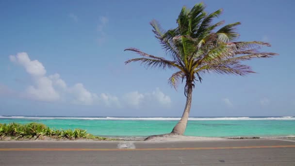 Palm Tree symbool van vakantie — Stockvideo